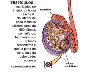 TESTÍCULOS:
   localizados no
 interior da bolsa
         escrotal.
    No interior de
    cada testículo
existem cerca de
       900 túbulos
      seminíferos;
   No interior dos
           túbulos
    seminíferos é
  que, a partir de
     certa fase da
       puberdade,
          ocorre a
spermatogênese.
 