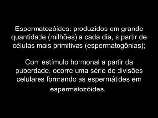 Espermatozóides: produzidos em grande
quantidade (milhões) a cada dia, a partir de
células mais primitivas (espermatogônias);

    Com estímulo hormonal a partir da
 puberdade, ocorre uma série de divisões
 celulares formando as espermátides em
            espermatozóides.
 