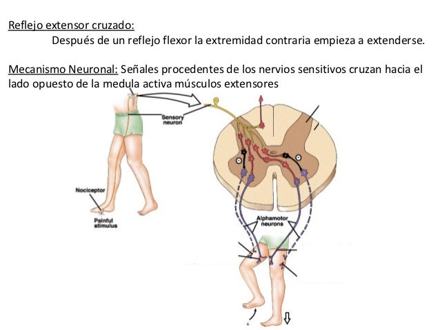 Fisiologia Funciones Motoras