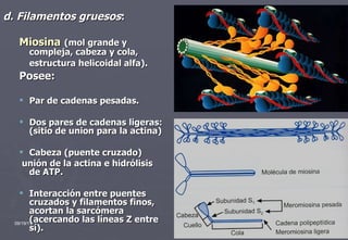 d. Filamentos gruesos : Miosina   (mol grande y compleja, cabeza y cola, estructura helicoidal alfa).   Posee: Par de cadenas pesadas.  Dos pares de cadenas ligeras: (sitio de union para la actina) Cabeza (puente cruzado) unión de la actina e hidrólisis de ATP. Interacción entre puentes cruzados y filamentos finos, acortan la sarcómera (acercando las líneas Z entre sí). 09/19/11 