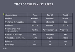 09/19/11 TIPOS DE FIBRAS MUSCULARES Características Tipo I Tipo IIA Tipo lIB Diámetro Pequeño Intermedio Grande Contenido de mioglobina Alto Intermedio Bajo Capilares Muchos Intermedio Pocos Sistema energético predominante Aerobio Aerobio/anaerobio Anaerobio Resistencia a la fatiga Alta Intermedia Baja Velocidad de contracci6n Lenta Rápida Rápida Potencia + ++ +++ Resistencia +++ ++ + 