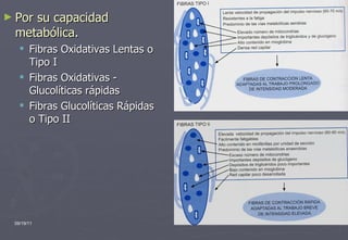 Por su capacidad metabólica . Fibras Oxidativas Lentas o Tipo I Fibras Oxidativas - Glucolíticas rápidas Fibras Glucolíticas Rápidas o Tipo II 09/19/11 