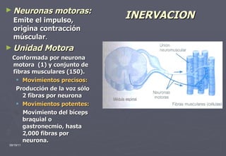 INERVACION Neuronas motoras:   Emite el impulso, origina contracción múscular . Unidad Motora Conformada por neurona motora  (1) y conjunto de fibras musculares (150). Movimientos precisos: Producción de la voz sólo 2 fibras por neurona Movimientos potentes: Movimiento del bíceps braquial o gastronecmio, hasta 2,000 fibras por neurona. 09/19/11 