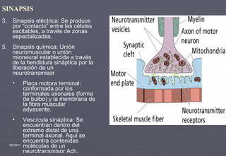 09/19/11 SINAPSIS Sinapsis eléctrica: Se produce por “contacto” entre las células excitables, a través de zonas especializadas. Sinapsis química: Unión neuromuscular o unión mioneural establecida a través de la hendidura sináptica por la liberación de un neurotransmisor Placa motora terminal: conformada por los terminales axonales (forma de bulbo) y la membrana de la fibra muscular adyacente.  Vescícula sináptica: Se encuentran dentro del extremo distal de una terminal axonal. Aquí se encuentra contenidas moléculas de un neurotransmisor Ach. 