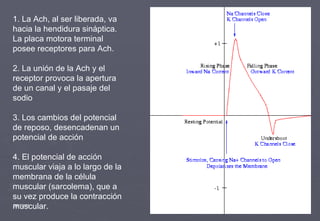 09/19/11 1. La Ach, al ser liberada, va hacia la hendidura sináptica. La placa motora terminal posee receptores para Ach. 2. La unión de la Ach y el receptor provoca la apertura de un canal y el pasaje del sodio 3. Los cambios del potencial de reposo, desencadenan un potencial de acción 4. El potencial de acción muscular viaja a lo largo de la membrana de la célula muscular (sarcolema), que a su vez produce la contracción muscular. 