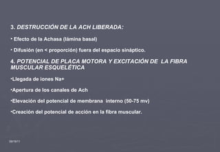 09/19/11 3.  DESTRUCCIÓN DE LA ACH LIBERADA :  Efecto de la Achasa (lámina basal) Difusión (en < proporción) fuera del espacio sináptico. 4 . POTENCIAL DE PLACA MOTORA Y EXCITACIÓN DE  LA FIBRA MUSCULAR ESQUELÉTICA Llegada de iones Na+  Apertura de los canales de Ach Elevación del potencial de membrana  interno (50-75 mv) Creación del potencial de acción en la fibra muscular. 