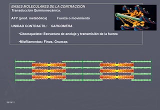 09/19/11 BASES MOLECULARES DE LA CONTRACCIÓN Transducción Quimiomecánica : ATP (prod. metabólica)  Fuerza o movimiento UNIDAD CONTRACTIL:  SARCOMERA Citoesqueleto: Estructura de anclaje y transmisión de la fuerza Miofilamentos: Finos, Gruesos 