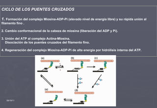09/19/11 CICLO DE LOS PUENTES CRUZADOS 1.  Formación del complejo Miosina-ADP-Pi (elevado nivel de energía libre) y su rápida unión al filamento fino . 2. Cambio conformacional de la cabeza de miosina (liberación del ADP y Pi). 3. Unión del ATP al complejo Actina-Miosina.  Disociación de los puentes cruzados del filamento fino. 4. Regeneración del complejo Miosina-ADP-Pi de alta energía por hidrólisis interna del ATP. 