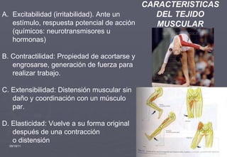 09/19/11 CARACTERISTICAS DEL TEJIDO MUSCULAR Excitabilidad (irritabilidad). Ante un estímulo, respuesta potencial de acción (químicos: neurotransmisores u hormonas) B. Contractilidad: Propiedad de acortarse y engrosarse, generación de fuerza para realizar trabajo. C. Extensibilidad: Distensión muscular sin daño y coordinación con un músculo par. D. Elasticidad: Vuelve a su forma original después de una contracción o distensión 