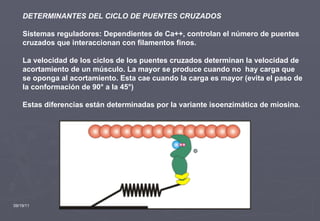 09/19/11 DETERMINANTES DEL CICLO DE PUENTES CRUZADOS Sistemas reguladores: Dependientes de Ca++, controlan el número de puentes cruzados que interaccionan con filamentos finos.  La velocidad de los ciclos de los puentes cruzados determinan la velocidad de acortamiento de un músculo. La mayor se produce cuando no  hay carga que se oponga al acortamiento. Esta cae cuando la carga es mayor (evita el paso de la conformación de 90° a la 45°)  Estas diferencias están determinadas por la variante isoenzimática de miosina . 