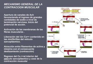 09/19/11 MECANISMO GENERAL DE LA CONTRACCION MUSCULAR Apertura de canales de Ach favoreciendo el ingreso de grandes cantidades de sodio a nivel de terminación nerviosa. Inicio del potencial de acción. Activación de las membranas de las fibras musculares . Liberación del ión Ca++ contenido en las miofibrillas del retículo sarcoplásmico. Atracción entre filamentos de actina y miosina con el consecuente deslizamiento (contracción) Regreso del Ca ++al interior del retículo sarcoplásmico y cese de la contracción muscular 