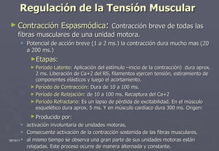 Regulación de la Tensión Muscular Contracción Espasmódica :  Contracción breve de todas las fibras musculares de una unidad motora. Potencial de acción breve (1 a 2 ms.) la contracción dura mucho mas (20 a 200 ms.) Etapas: Período Latente : Aplicación del estímulo –inicio de la contracción)  dura aprox. 2 ms. Liberación de Ca+2 del RS, filamentos ejercen tensión, estiramiento de componentes elásticos y luego el acortamiento. Período de Contracción : Dura de 10 a 100 ms. Período de Relajación : de 10 a 100 ms. Recaptura del Ca+2 Período Refractario : Es un lapso de pérdida de excitabilidad. En el músculo esquelético dura aprox. 5 ms. Y en músculo cardíaco dura 300 ms. Origen: Producido por:   activación involuntaria de unidades motoras,  Consecuente activación de la contracción sostenida de las fibras musculares,  al mismo tiempo se observa una gran parte de sus unidades motoras están relajadas. Este proceso ocurre de manera alternada y constante . 09/19/11 