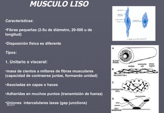 09/19/11 Características :  Fibras pequeñas (2-5u de diámetro, 20-500 u de longitud) Disposición física es diferente Tipos: 1 . Unitario o visceral:   masa de cientos a millares de fibras musculares (capacidad de contraerse juntas, formando unidad) Asociadas en capas o haces Adheridas en muchos puntos (transmisión de fuerza) Uniones  intercelulares laxas (gap junctions) MUSCULO LISO 