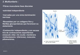 09/19/11 2. Multiunitario : Fibras musculares lisas discretas actividad independiente inervadas por una única terminación nerviosa Revestidas por un colágeno fino y fibrillas glucoproteícas que favorecen su aislamiento Contracción independiente y con escasa fcia de contracciones espontáneas (músculo ciliar, iris ocular, membrana nictitante(anim. Inferiores), músculos piloerectores.  