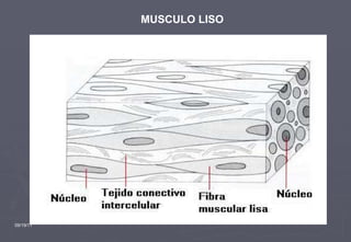 09/19/11 MUSCULO LISO 