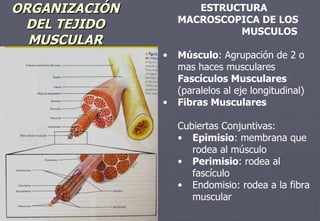09/19/11 ORGANIZACIÓN DEL TEJIDO MUSCULAR ESQUELETICO ESTRUCTURA MACROSCOPICA DE LOS  MUSCULOS Músculo : Agrupación de 2 o mas haces musculares  Fascículos Musculares  (paralelos al eje longitudinal) Fibras Musculares Cubiertas Conjuntivas: Epimisio : membrana que rodea al músculo Perimisio : rodea al fascículo Endomisio: rodea a la fibra muscular 