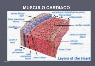 09/19/11 MUSCULO CARDIACO 