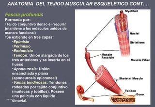 09/19/11 ANATOMIA  DEL TEJIDO MUSCULAR ESQUELETICO CONT…. Fascia profunda : Formada por: Tejido conjuntivo denso e irregular (mantiene a los músculos unidos de manera funcional) Se extiende en tres capas: Epimisio Perimisio Endomisio Tendón:  Unión alargada de los tres anteriores y se inserta en el hueso Aponeurosis : Unión ensanchada y plana (aponeurosis epicraneal) Vainas tendinosas : Tendones rodeados por tejido conjuntivo (muñecas y tobillos). Poseen una película con líquido sinovial. 