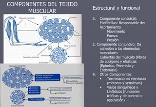 COMPONENTES DEL TEJIDO MUSCULAR 09/19/11 Estructural y funcional Componente contráctil: Miofibrillas: Responsable de:  Acortamiento Movimiento Fuerza  Presión 2. Componente conjuntivo: Da cohesión a los elementos musculares Cubiertas del músculo (fibras de colágeno y elásticas (Epimisio, Perimisio y Endomisio) Otros Componentes: Terminaciones nerviosas (motoras y sensitivas) Vasos sanguíneos y Linfáticos (funciones tróficas y de control o regulación) 