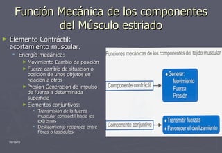 Función Mecánica de los componentes del Músculo estriado Elemento Contráctil: acortamiento muscular. Energía mecánica: Movimiento Cambio de posición Fuerza cambio de situación o posición de unos objetos en relación a otros Presión Generación de impulso de fuerza a determinada superficie Elementos conjuntivos: Transmisión de la fuerza muscular contráctil hacia los extremos Deslizamiento reciproco entre fibras o fascículos 09/19/11 