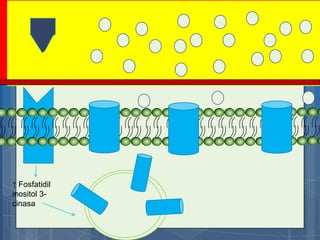 ↑ Fosfatidil
inositol 3-
cinasa
 