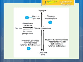 +
+
-
S. Endócrino
Pancreas
 