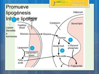 +
+
+
Promueve
lipogénesis
Inhibe lipolisis-
Lipasa
Sensible
a
hormonas
S. Endócrino
Pancreas
 