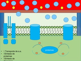 PP
proteínas
+ +
- -
• ↑ Transporte de a.a.
• ↑Síntesis de
proteínas
• ↑Síntesis de
 
