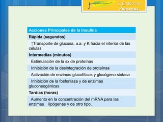 Acciones Principales de la Insulina
Rápida (segundos)
↑Transporte de glucosa, a.a. y K hacia el interior de las
células
Intermedias (minutos)
Estimulación de la sx de proteínas
Inhibición de la desintegración de proteínas
Activación de enzimas glucolíticas y glucógeno sintasa
Inhibición de la fosforilasa y de enzimas
gluconeogénicas
Tardías (horas)
Aumento en la concentración del mRNA para las
enzimas lipógenas y de otro tipo.
S. Endócrino
Pancreas
 