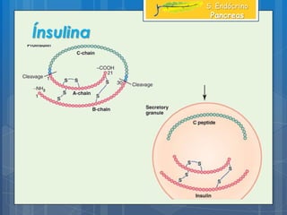 Ínsulina
S. Endócrino
Pancreas
 
