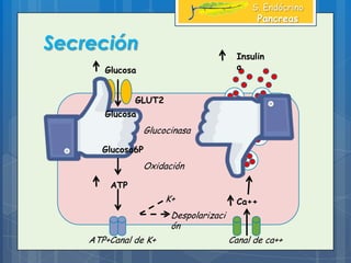 Secreción
S. Endócrino
Pancreas
Glucosa
Glucosa
Glucosa6P
ATP
Ca++
Insulin
a
Glucocinasa
Oxidación
K+
Despolarizaci
ón
Canal de ca++ATP+Canal de K+
GLUT2
 