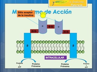 Mecanismo de Acción
S. Endócrino
Pancreas
β β
Proteina
+
ATP
Proteina
P-tirosina
Proteina
P-tirosina
-S-S- -S-S-
-S-S-α α
Sitio aceptor
de la insulina
Proteina
+
ATP
 