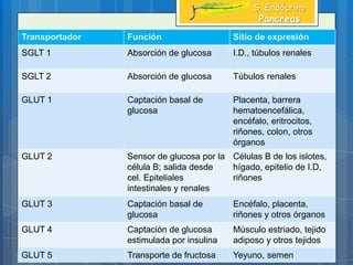 Órganos Blanco
S. Endócrino
Pancreas
Transportador Función Sitio de expresión
SGLT 1 Absorción de glucosa I.D., túbulos renales
SGLT 2 Absorción de glucosa Túbulos renales
GLUT 1 Captación basal de
glucosa
Placenta, barrera
hematoencefálica,
encéfalo, eritrocitos,
riñones, colon, otros
órganos
GLUT 2 Sensor de glucosa por la
célula B; salida desde
cel. Epiteliales
intestinales y renales
Células B de los islotes,
hígado, epitelio de I.D,
riñones
GLUT 3 Captación basal de
glucosa
Encéfalo, placenta,
riñones y otros órganos
GLUT 4 Captación de glucosa
estimulada por insulina
Músculo estriado, tejido
adiposo y otros tejidos
GLUT 5 Transporte de fructosa Yeyuno, semen
 