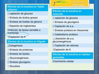 EfectosEfectos de la insulina en Tejido
adiposo
↑ captación de glucosa
↑ Síntesis de ácidos grasos
↑ Síntesis de fosfato de glicerol
↑ Depósito de triglicéridos
Inhibición de lipasa sensible a
hormonas
↑Captación de K
Efectos de la insulina en
músculo
↑ captación de glucosa
↑ Síntesis de glucógeno
↑ Captación de a.a.
↑ Síntesis proteica en ribosomas
↑ Catabolismo proteico
↓ Liberación de a.a.
gluconeogénicos
↑ Captación de cetonas
↑Captación de K
Efectos de la insulina en Hígado
↓Cetogénesis
↑ Síntesis de proteínas
↑ Síntesis de lípidos
↓ Gluconeogénesis
↑ Síntesis glucógeno
↑ Glucólisis
Efectos de la insulina en tejidos
generales
Crecimiento celular
S. Endócrino
Pancreas
 