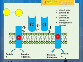 β β
-S-
S-
-S-
S-
-S-
S-
α α
Proteín
a
+
Proteín
a
+
ATP
Proteína
P-tirosina
Proteína
P-tirosina
P
P
S. Endócrino
Pancreas
• Mitogénesis
• Síntesis de
proteínas
• Síntesis de
glucógeno
• Transporte de
glucosa
 