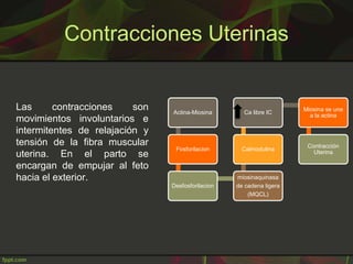 Contracciones Uterinas
Las contracciones son
movimientos involuntarios e
intermitentes de relajación y
tensión de la fibra...