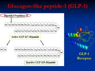 Glucagon-like peptide-1 (GLP-1)
GLP-1
Receptor
 