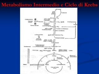 Metabolismo Intermedio e Ciclo di Krebs
Fonte:Fisiologia Medica (Ganong)
Si tenga presente, però, che, se nello
stesso tem...