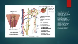  La unidad funcional
responsable de la
formación de la orina
es la nefrona. Sus
partes principales son
el glomérulo y la
cápsula glomerular o
cápsula de Bowman
que lo rodea, el
túbulo contorneado
proximal, el asa de
Henle, el túbulo
contorneado distal y
el túbulo colector
 