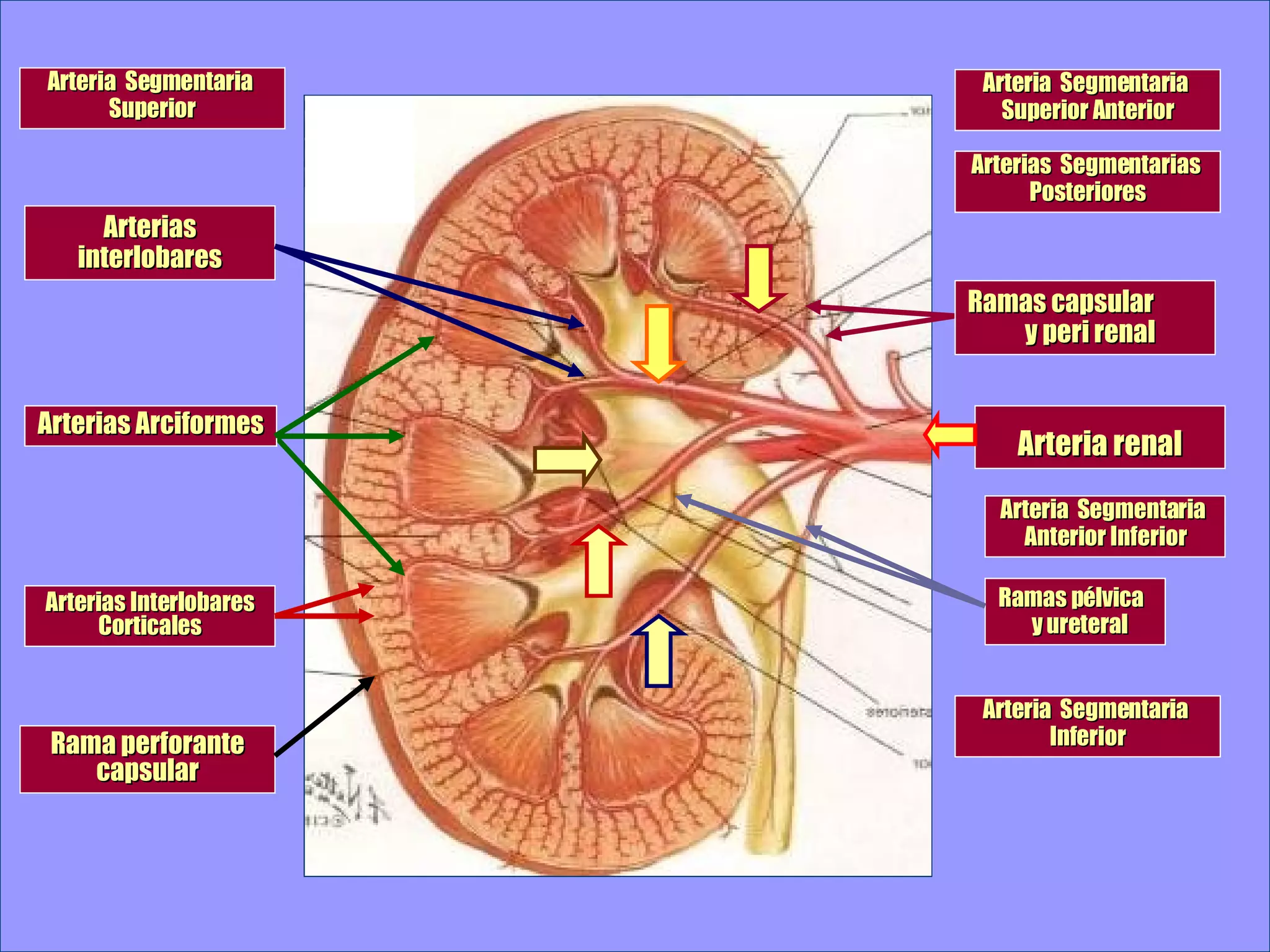 FisiopatologíA Y ClíNica De La Insuficiencia Renal | PPT