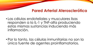 Pared Arterial Aterosclerótica 
• Las células endoteliales y musculares lisas 
responden a la IL-1 y TNF-alfa produciendo 
estas mismas sustancias induciendo más 
inflamación. 
• Por lo tanto, las células inmunitarias no son la 
única fuente de agentes proinflamatorios. 
 