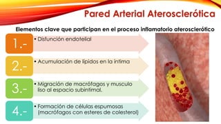Pared Arterial Aterosclerótica 
Elementos clave que participan en el proceso inflamatorio aterosclerótico 
• Disfunción endotelial 1.- 
• Acumulación de lípidos en la íntima 2.- 
• Migración de macrófagos y musculo 
3.- liso al espacio subintimal. 
• Formación de células espumosas 
4.- (macrófagos con esteres de colesterol) 
 