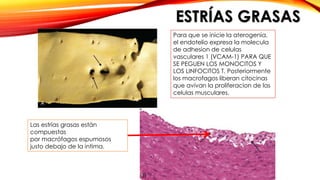 ESTRÍAS GRASAS 
Las estrías grasas están 
compuestas 
por macrófagos espumosos 
justo debajo de la intima. 
Para que se inicie la aterogenia, 
el endotelio expresa la molecula 
de adhesion de celulas 
vasculares 1 (VCAM-1) PARA QUE 
SE PEGUEN LOS MONOCITOS Y 
LOS LINFOCITOS T. Posteriormente 
los macrofagos liberan citocinas 
que avivan la proliferacion de las 
celulas musculares. 
 