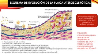 ESQUEMA DE EVOLUCIÓN DE LA PLACA ATEROSCLERÓTICA. 
Paso 3: Lilly 
menciona que para 
que se de la 
diapédesis se 
necesita de MCP-1. 
Robbins y Cortan 
menciona que se 
necesita de VCAM-1 
1.- Acumulación de LDL en intima 
2.-Se oxida LDL y estas producen citosinas. 
3.-Estas citocinas estimulan moléculas de adhesión y de diapédesis. 
4.-Los macrófagos son estimulados y expresan receptores colectores. 
5.-Los receptores colectores favorecen que las LDLm oxidadas sean fagocitadas produciendo células 
espumosas que secretan anión superóxido y metaloproteinasas. 
6.- Las células del musculo liso migran hacia la intima y proliferan y sintetizan ME. 
Promotores del paso 6: 
PDGF, endotelina-1, 
trombina, FGF, IFN-gamma, 
IL-1 
(Robbins y Cortan) 
 