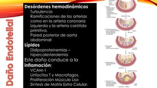 Desórdenes hemodinámicos 
Turbulencia 
Ramificaciones de las arterias 
como en la arteria coronaria 
izquierda y la arteria carótida 
primitiva. 
Pared posterior de aorta 
abdominal 
Lípidos 
Dislipoproteinemias – 
hipercolesterolemia 
Este daño conduce a la 
inflamación: 
VCAM-1 
Linfocitos T y Macrofagos. 
Proliferación Músculo Liso 
Sintesis de Matrix Extra Celular. 
 