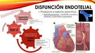 DISFUNCIÓN ENDOTELIAL 
• Predispone a regiones especificas 
• Ramificaciones: carótida común y 
arterias coronarias izquierdas 
Flujo laminar  
Producción de 
Óxido 
Nítrico •Vasodilatador 
• Inhibe agregación 
plaquetaria 
•Antiinflamatorio 
Activa 
KLF-2 
Expresión de 
Superóxido 
Dismutasa 
•Protege contra 
especies reactivas de 
oxígeno 
 