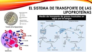 EL SISTEMA DE TRANSPORTE DE LAS 
LIPOPROTEÍNAS 
Medio de transporte de grasas insolubles en 
agua por la sangre 
 
