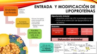 ENTRADA Y MODIFICACIÓN DE 
Endotelio 
•Ineficaz 
como 
LIPOPROTEÍNAS activado 
barrera 
Aumenta 
permeabilidad 
•Exceso de ingesta 
•Muta receptor LDL 
•Muta ApoB 
•MutaPCSK9 
•Regula receptor 
de LDL 
Facilita 
entrada de 
LDL a la 
íntima 
LDL se une 
Hipertensión Arterial 
Diabetes 
proteoglucanos 
en espacio 
subendotelial 
- Acentúa unión de LDL a proteoglucanos 
- Promueve retención de lipoproteínas en 
la íntima 
Glucosilación 
de LDL 
•Ayudan a su 
estancia 
•Oxidación 
causa 
atrapamiento 
del LDL 
LDL 
antigénico 
LDL 
proinflamator 
io 
Disfunción endotelial 
 