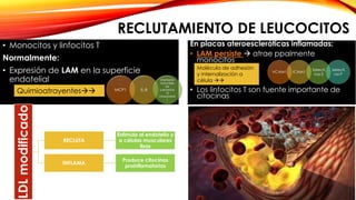 RECLUTAMIENTO DE LEUCOCITOS 
• Monocitos y linfocitos T 
Normalmente: 
• Expresión de LAM en la superficie 
endotelial 
• Quimioatrayentes   
LDL modificado 
RECLUTA 
MCP1 IL-8 
Interferón 
inducible 
de 
preoteína 
10 
(diapédesis 
) 
Estimula al endotelio y 
a células musculares 
lisas 
INFLAMA 
Produce citocinas 
proinflamatorias 
En placas ateroescleróticas inflamadas: 
• LAM persiste  atrae ppalmente 
monocitos 
VCAM1 ICAM1 
Selecti 
nas E 
Selecti 
na P 
Molécula de adhesión 
y internalización a 
célula  
• Los linfocitos T son fuente importante de 
citocinas 
Quimioatrayentes 
 