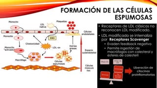 FORMACIÓN DE LAS CÉLULAS 
ESPUMOSAS 
• Receptores de LDL clásicos no 
reconocen LDL modificado. 
• LDL modificado se internaliza 
por Receptores Scavenger 
• Evaden feedback negativo 
• Permite ingestión de 
macrófagos con colesterol y 
esteres de colesteril 
Eflujo LDL 
Influjo de 
LDL 
Liberación de 
citocinas 
proinflamatorias 
 